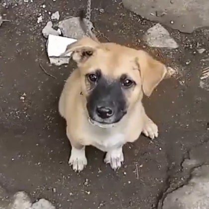 cute brownie the dog facing on the camera